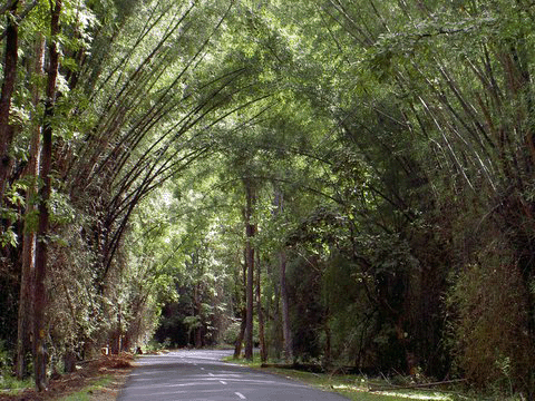 Bamboo
                        trees